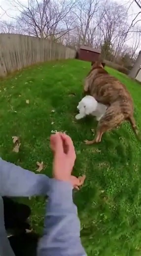 Watch as a dog attacks a helpless puppy in this intense encounter