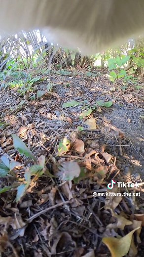 Keeping the Streets Safe from Rival Gangs with Maxwell The Cat