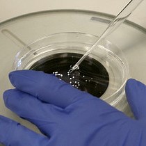 Video: Immunostaining Phospho-epitopes in Ciliated Organs of Whole Mount Zebrafish Embryos