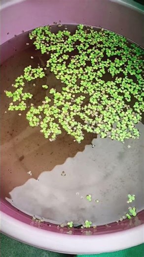 polar parrot breeding part -1..#polarparrot #bettas #guppies