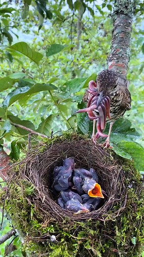 89K views · 1.5K reactions | Beautiful nestlings getting fed nature's best moments compilation  #babybirds #motherbird #birdfeeding #nestlings #wildlife | Dailyn Ahly | Facebook