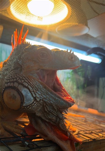 A Night at The World Famous Lizard Lounge