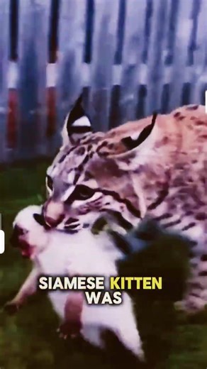 Dog Saves Tiny Siamese from Bobcat! 🐾💪 #shorts
