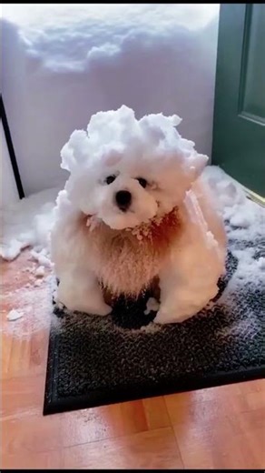 Dogs playing in the snow#dog #cat #short #funny #snow