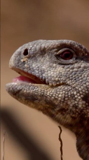 🦎🏜️ Największy z agamowatych: jaszczurka Dabb