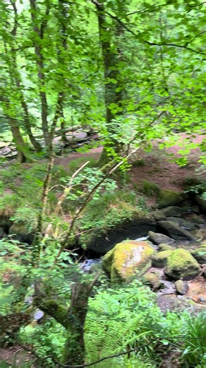 Exploring Kennall Vale: A Scenic Dog Walk