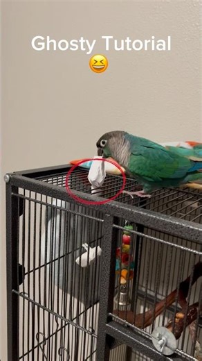 Ghosty Tutorial 😆😆😆 #conure #cute #adorable #tutorial #birds #petvideos
