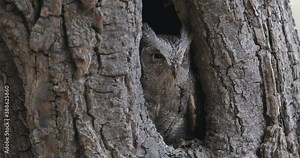 European scops owl, Otus scops, in tree hole at sunrise. Small owl peeks out from trunk. Bird also known as Eurasian scops owl. Wildlife scene. Morning in nature.