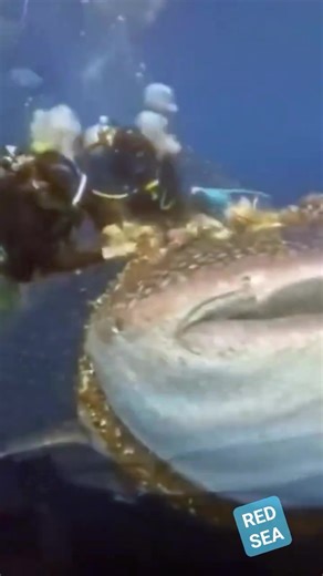A touching moment as our divers freed a majestic whale shark trapped in a thick rope. Acts like these remind us of the importance of marine conservation. Respect the ocean, protect its creatures. *Share to spread awareness and support ocean heroes.* *Join us for responsible diving in the Red Sea.* #whaleshark #whalesharkwatching #OceanHeroes #MarineConservation #ScubaDiving #saveouroceans #rescueanimals | Red Sea Diving