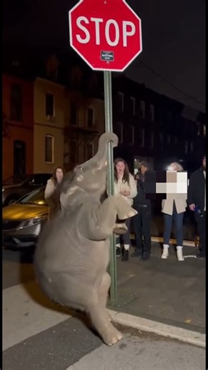 Elephants can dance too, even with a pole!