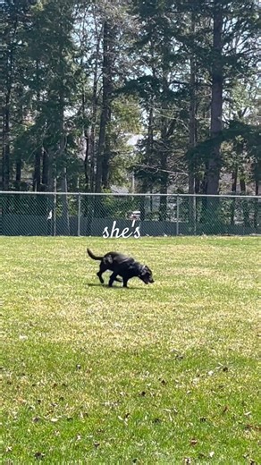 How long does it take for a dog to find lost keys ✨ 🔑 ✨ #keys #lab #k9 #train