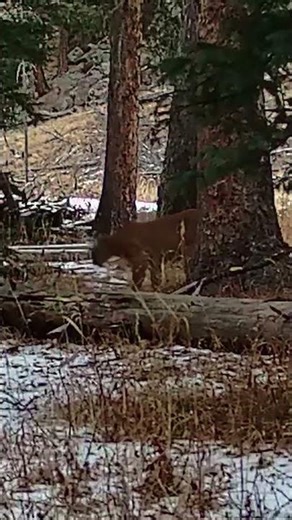 Caught on Camera: Mountain Lion Sighting #mountainlion #wildlifeshorts #coloradowildlife
