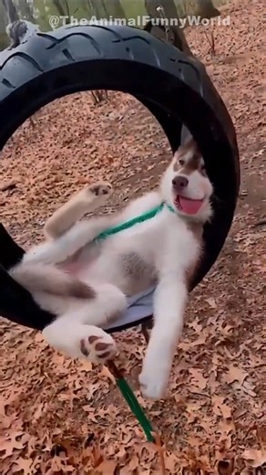 😺 Funny & Cute Animal Videos Compilaton Of The 2025 🤣 | The Animal Funny World