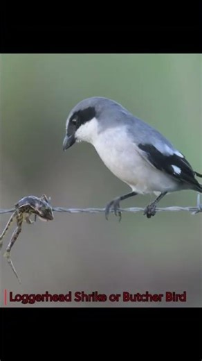 This bird is a psychopath!