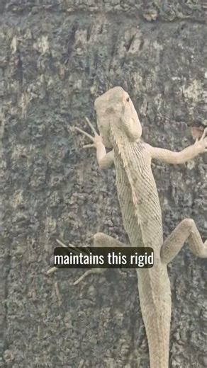Calotes (Garden Lizard) 🦎 Master of Camouflage!