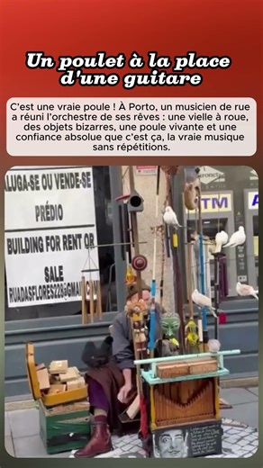 Un poulet à la place d'une guitare
