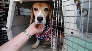 V.A. moves ahead with fatal dog experiments, despite criticism from Congress, veterans groups