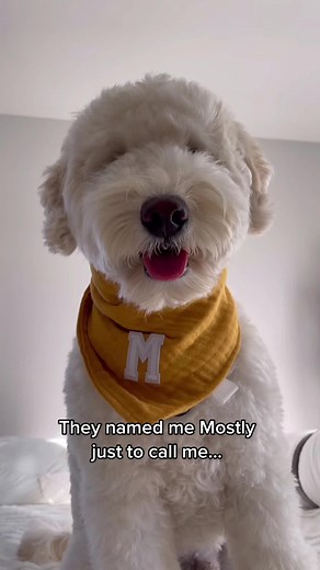 Adorable Golden Doodle Dog Names