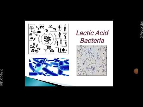 Lactic Acid Bacteria in Milk and Milk Products