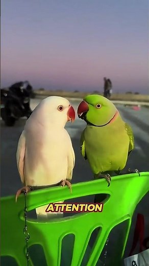 How Do Parrots Talk? 🧐