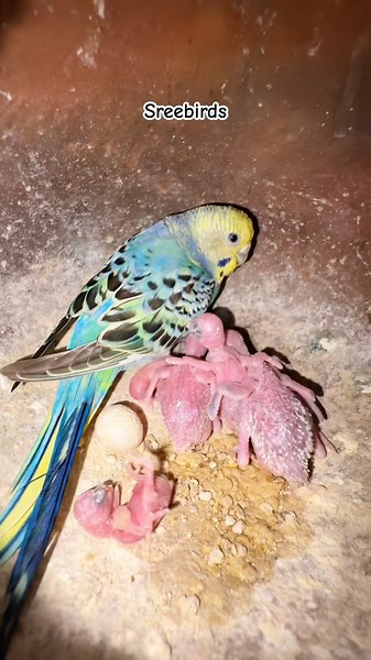 Budgies Breeding Progress 2026💙💛#birds#lovebirds #parrot#budgies #birdsounds#shorts #birdbreeding