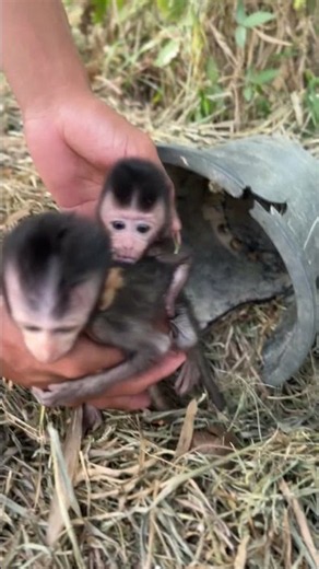 #MonkeyLove #MonkeyFun #MonkeyMoments #AmazingMonkey #LovelyMonkey #HappyMonkey