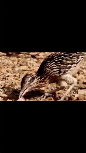 Who Wins! Road Runner VS Snake #animals #wildlife #birds #funny #helpmemakethismakesense