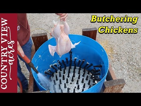 Butchering Cornish Cross Meat Chickens.