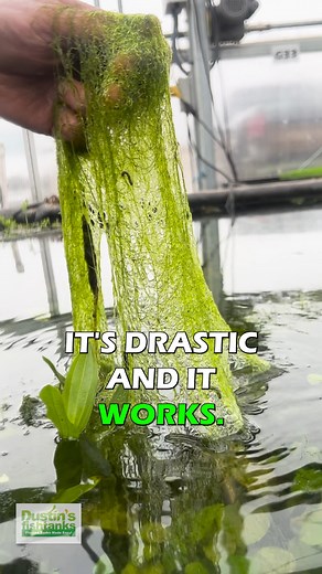 184K views · 1.2K reactions | How To KILL ALL THE ALGAE In Your Tank! Follow this tip and you’ll be able to start with a fresh tank! TANK ON! . . #algae #killingalgae #algaetank #dustinsfishtanks #tankon #aquarium #aquariums #aquascape #aquascaping #aquariumplants #scape #aquariumhobby #fishtank #freshwateraquarium #plants #plantlife #planted #plantedtank #plantedaquarium #aquascape #aquaticplants #love #loveit | Dustin's Fishtanks | Facebook