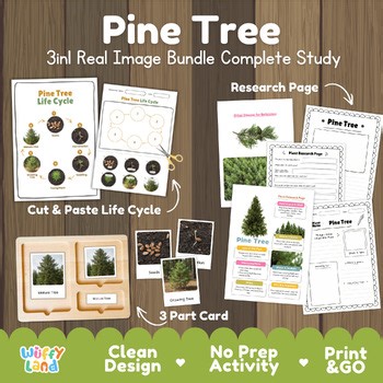 Pine Tree Life Cycle Activity | Evergreen Conifer Plant Research Montessori Card
