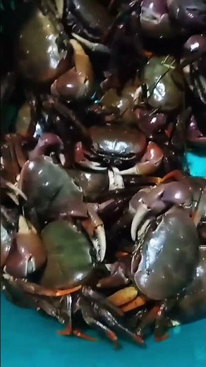 "Kungo Crab" here in Batangas 🦀🦀🦀 #kungocrab #viral #crab