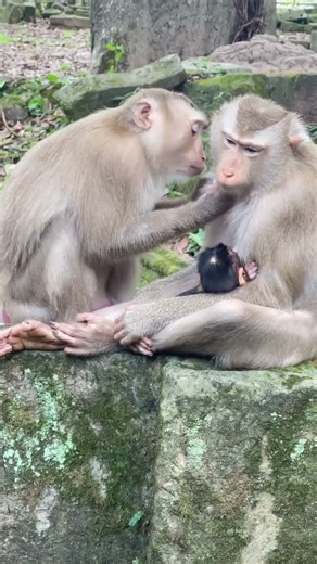 Baby Monkey Stays Close While Mom Gets Groomed 🥹🐵❤️ #shorts