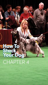 "How to Stack Your Dog" Chapter 4: Stacking the Front 🏆 Enroll in the full course for FREE here👉 http://bit.ly/how-to-stack See less | Leading Edge Dog Show Academy
