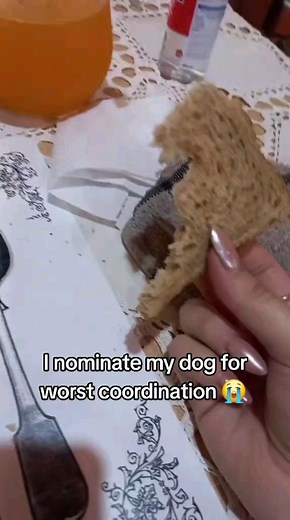 Underrated Simpsons Moments on Instagram: "I nominate my dog for worst coordination  #funnydogs"