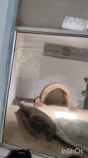 🐍 “இந்திய பைத்தான் ரகசியங்கள் | Giant Indian Python Facts in Tamil #travel #shorts #trending