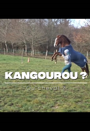🦘 or 🐴 ? #travailapied #cheval #equitation