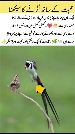 Learning to Fly with Love |#NatureVibes#WildlifeBeauty#BirdLovers#AnimalWorld#ViralNature