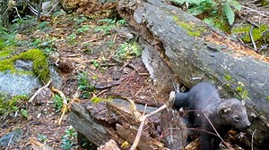 4.1K views · 209 reactions | Despite its name, the fisher doesn't eat...