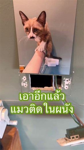 เสียงลูกแมวและการใช้งานสว่านเจาะปูน