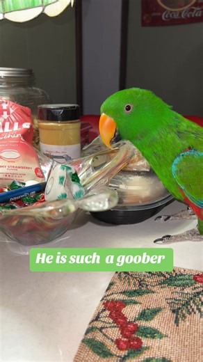 Duffy is always ready to fight some other bird even if it’s a rubber duck 🤣🤣#parrotsoftiktok #eclectusparrot #@🦜T&A Parrot Rescue 🦜