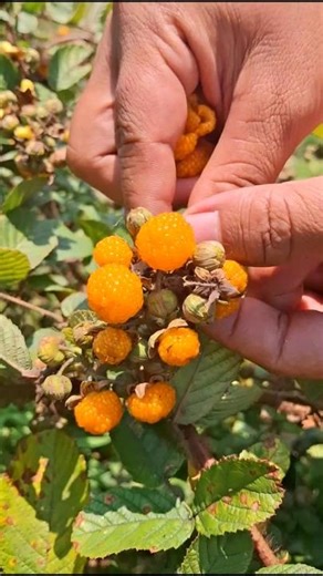 Nature’s Sweet Treat: Wild Golden Raspberries.