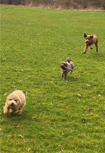 Playtime with Adorable Maltipoo and Toy Poodle