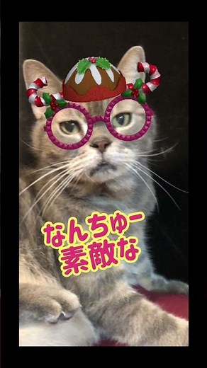 THE ALFEEニューベストアルバム発売！猫さんプロモーション #alfee