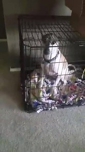 2.2K views · 270 reactions | Isn't heartbreaking when you have to take one dog to the vet, and the other ones want to go? Excuse Emma's stuffing. | Everything Emma & Family | Facebook