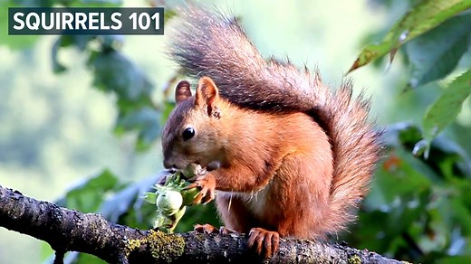 13K views · 249 reactions |  Happy Squirrel Appreciation Day! | MLive.com | Facebook