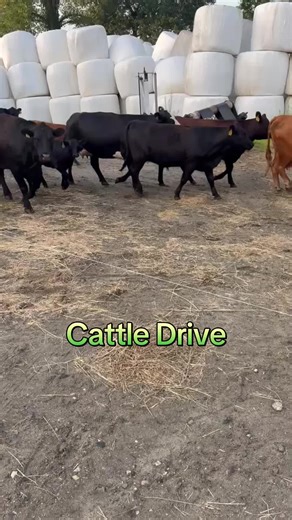 Cattle Drive: Modern Herd Rotation with ATV