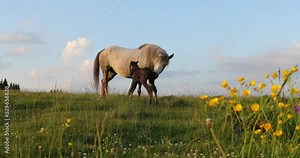 A white female of wild horse gave birth to a young newborn foal horses on a grassy meadow surrounded by spruce forest at sunset in the mountains.