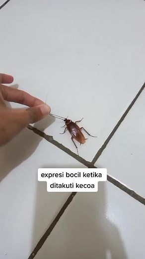 Understanding Cockroach Behavior through Interaction