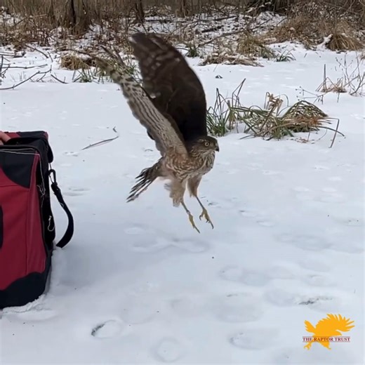 #Wingsday Success Story: Admit 25-4869 – Sharp-shinned Hawk This feisty Sharp-shinned Hawk was admitted on 12/22 after being found in a yard in Warren following a window strike. On intake, the hawk had bloody nares and mouth, consistent with head trauma often seen after collisions. The nares are a bird’s nostrils, located near the base of the beak, and bleeding there often points to head or facial trauma from collisions. With supportive care and time to heal, this "Sharpie" as we call them, made