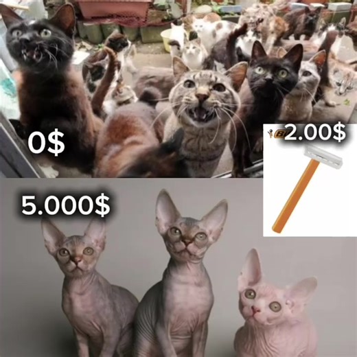 É meme rsrs não leve a sério Hashtags [___> #cats #memes #viral #video #mulherdepreso🔓🕊👫💍